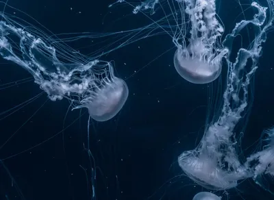 Open your heart to laughter - Explore funny quotes about life