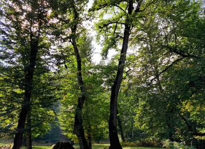 Master The Art of Humor with Tagalog Quotes