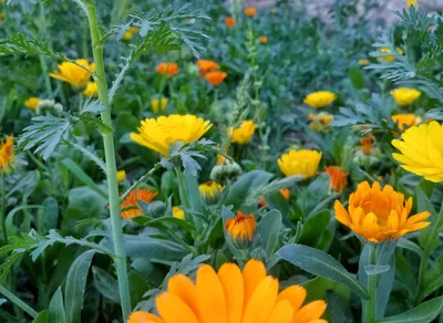 Discover Inspiring Ted Lasso Quotes That'll Brighten Your Day