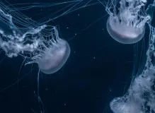 Open your heart to laughter - Explore funny quotes about life